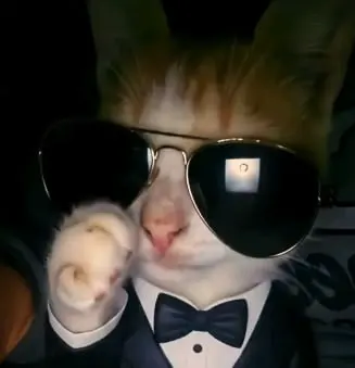 SIRCUMSALOT